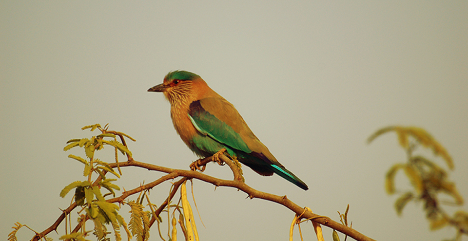 गजनेर का अभ्यारण्य