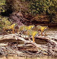 सवाईमाधोपुर