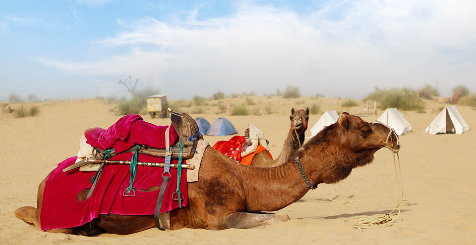 बीकानेर ऊंट महोत्सव 2019