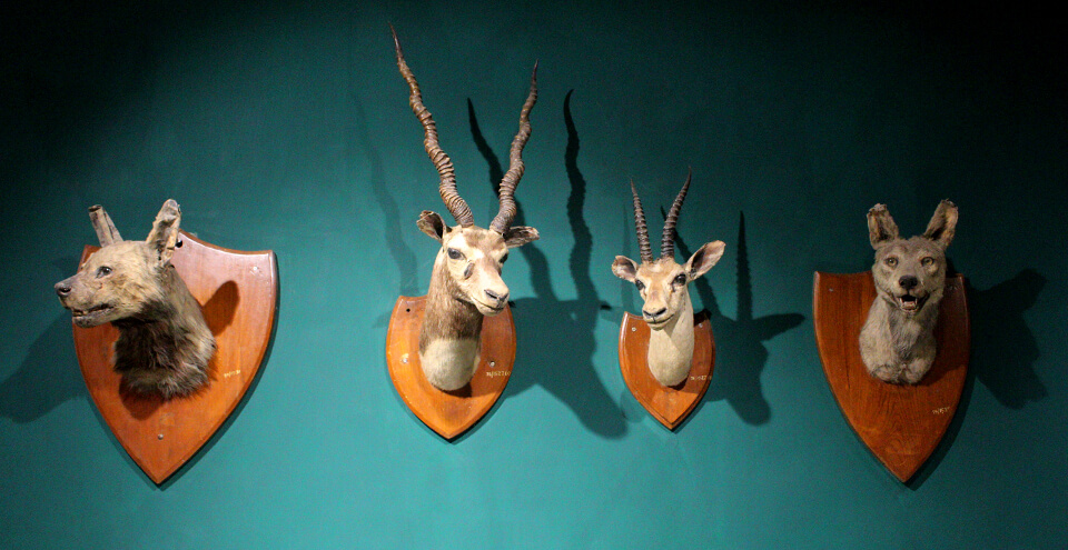 जोधपुर सरकारी संग्रहालय