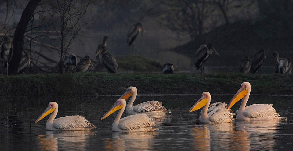 KEOLADEO GHANA NATIONAL PARK