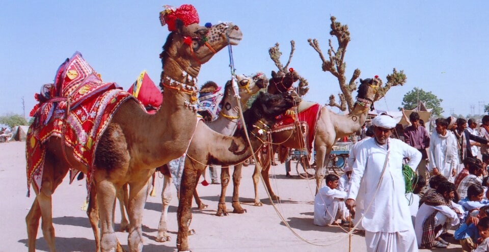 नागौर मेला 