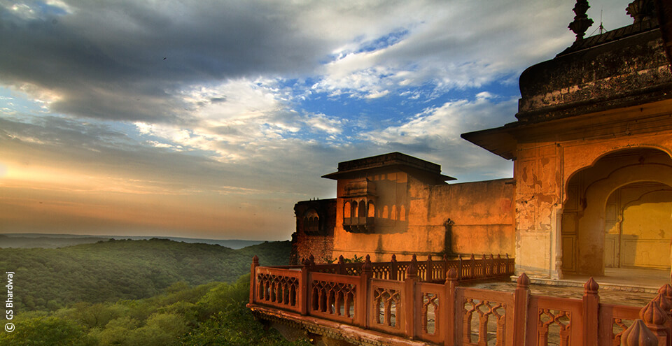 Alwar Buffer Safari Near Bala Quila