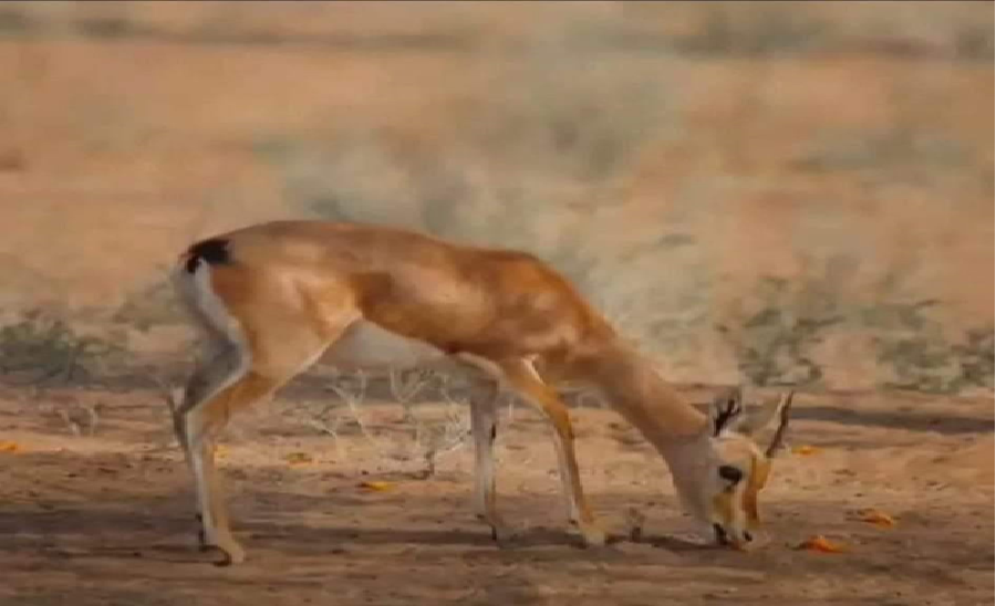 हिरण उद्यान श्री गुरु जंभेश्वर गाँव साथरी