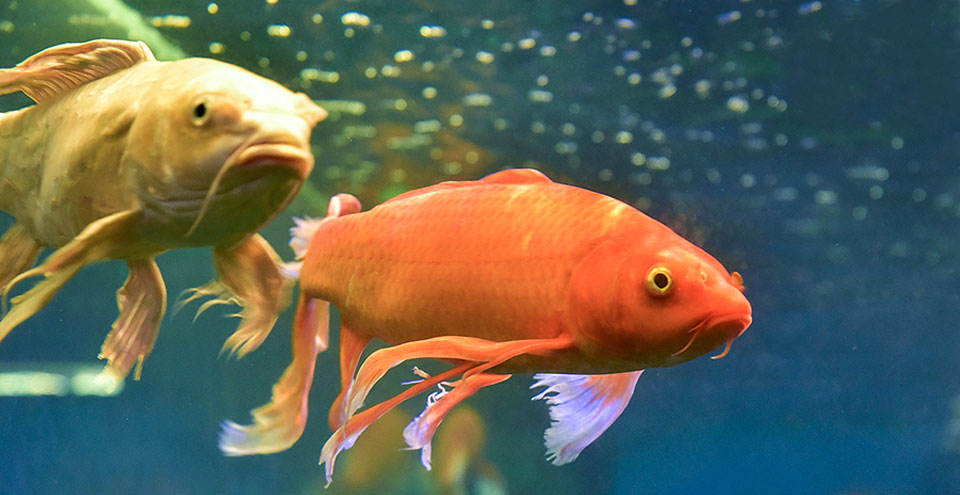 Udaipur Fish Aquarium