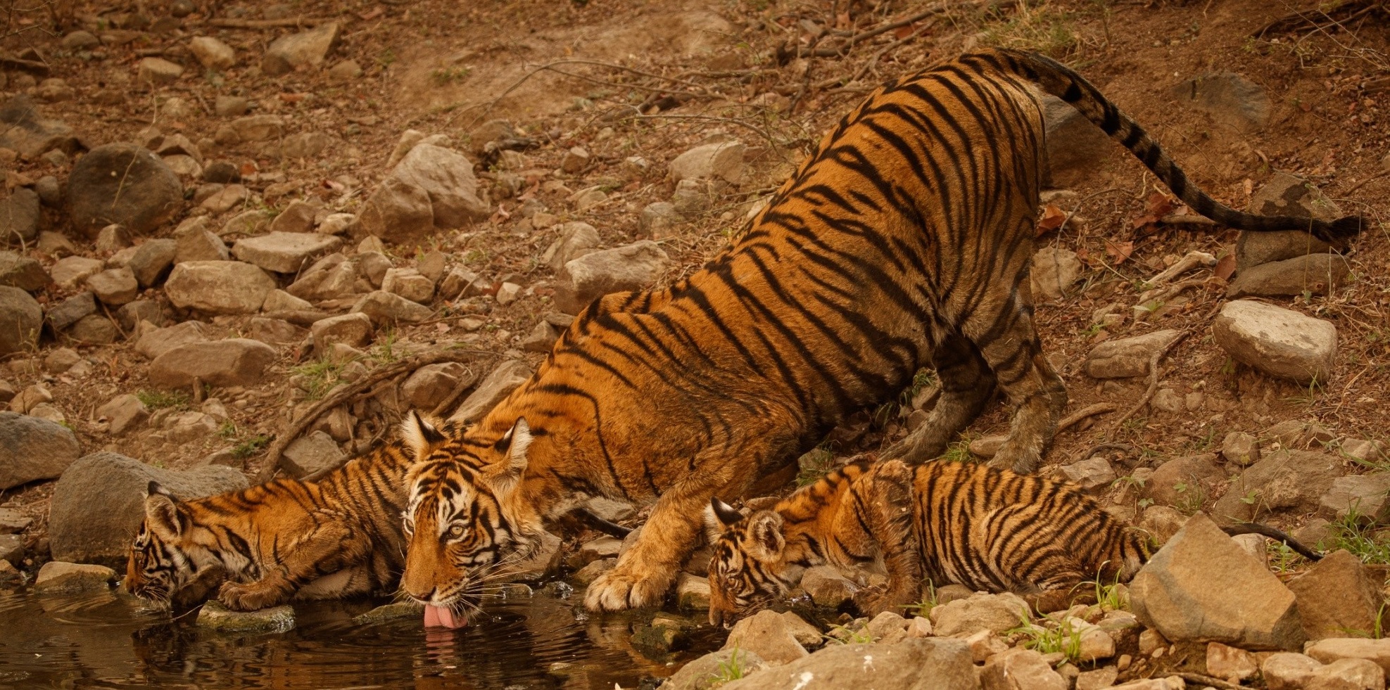 SARISKA TIGER RESERVE