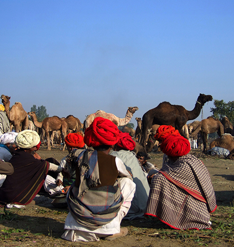 नागौर मेला - 2026