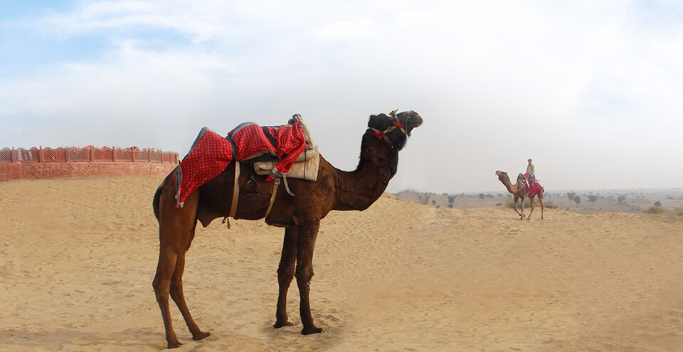 Bikaner Camel Festival 2019