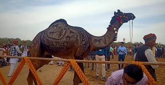 Bikaner Camel Festival-2022