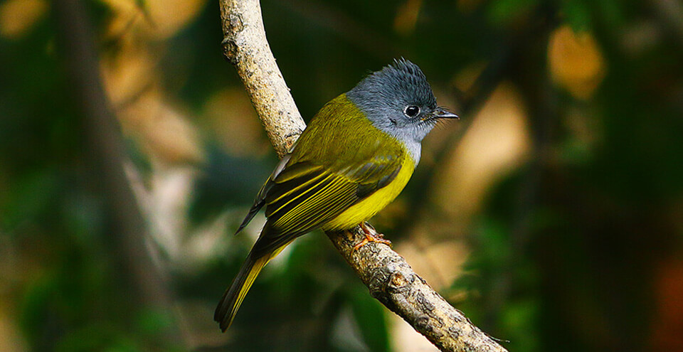Mount Abu Sanctuary - Mount Abu
