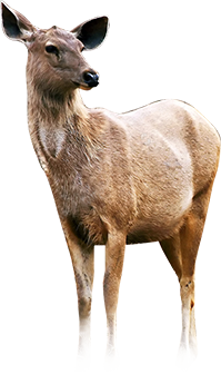 Wildlife