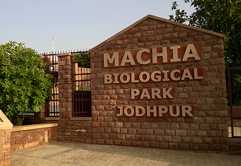 मछिया सफारी पार्क