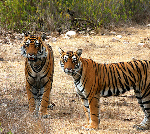 सरिस्का बाघ संरक्षण केंद्र