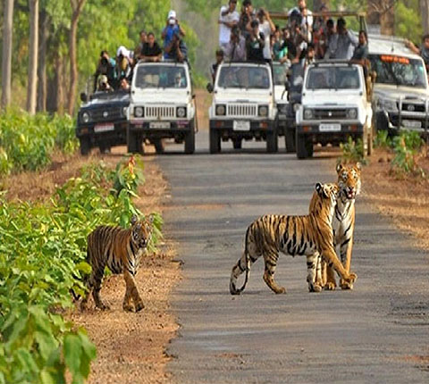 सरिस्का में सफारी